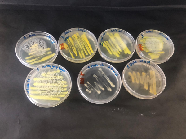 gamze-nese-ozcan_proje-gorseli_1 gamze-nese-ozcan_proje-gorseli_1